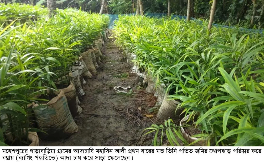 মহেশপুরে বস্তায় আদা চাষে বাজিমাত মহাসিনের