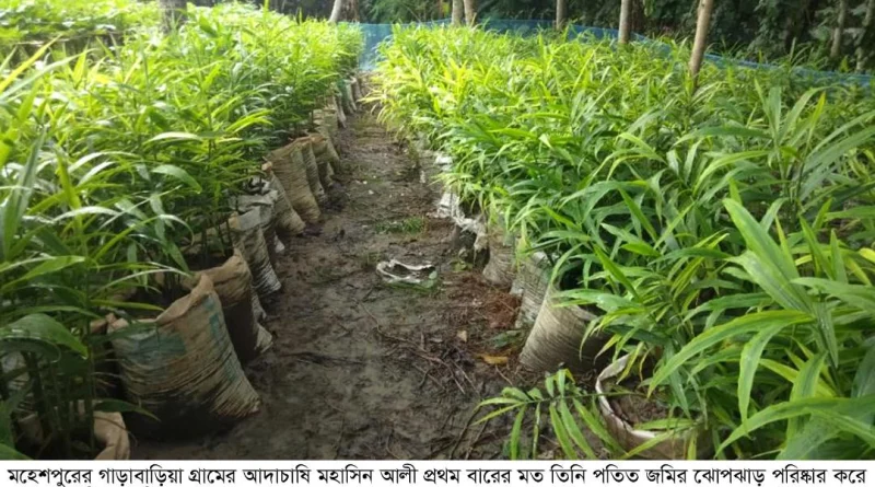 মহেশপুরে বস্তায় আদা চাষে বাজিমাত মহাসিনের