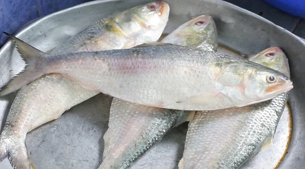 ঢাকা’র চেয়ে চাঁদপুরে ইলিশের দাম বেশি কেন ?