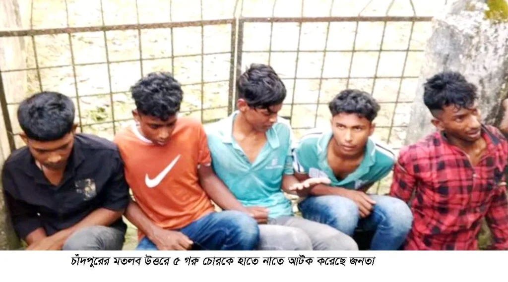 মতলব উত্তরে ৫ গরু চোর আটক নিজস্ব প্রতিবেদকঃ