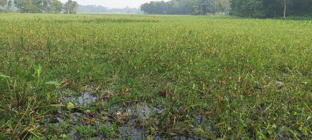 মেঘনা ধনাগোদা সেচ প্রকল্পের মিলারচর এলাকায় সাড়ে ৪শ হেক্টর জমিতে জলাবদ্ধতা- ক্ষয় ক্ষতি প্রায় ৫ কোটি