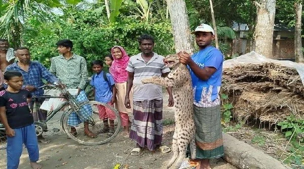 শৈলকুপায় মেছো বাঘকে পিটিয়ে মারলো গ্রামবাসী