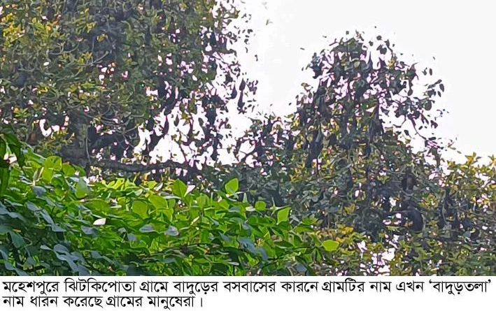 মহেশপুরে বাদুড়ে বদলে ফেলেছে একটি গ্রামের নাম