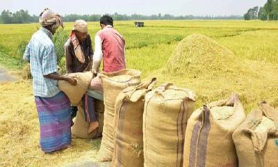 মহেশপুরের কৃষকরা খাদ্য গুদামে ধান বিক্রিতে আগ্রহ হারিয়েছেন দেড় মাসে এক ছটাক ধান-চাল সংগ্রহ হয়নি