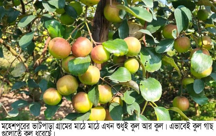 কুলের গ্রাম হিসেবে পরিচিত মহেশপুরে ভাটপাড়া-স্বাবলম্বী ৮শ’ পরিবার
