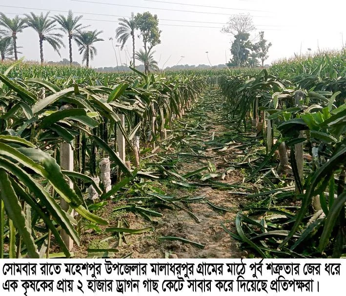 মহেশপুরে কৃষকের ২ হাজার ড্রাগণ গাছ কেটে দিয়েছে দুর্বত্তরা