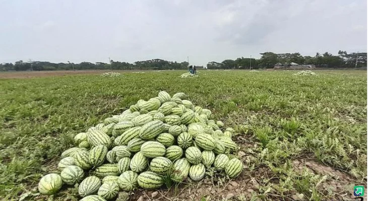 তালতলীতে তরমুজে চাঁদা দাবির অভিযোগ, আটক ৩