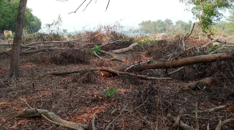তালতলীতে সংরক্ষিত বনাঞ্চল লুটপাট করে বানিজ্য