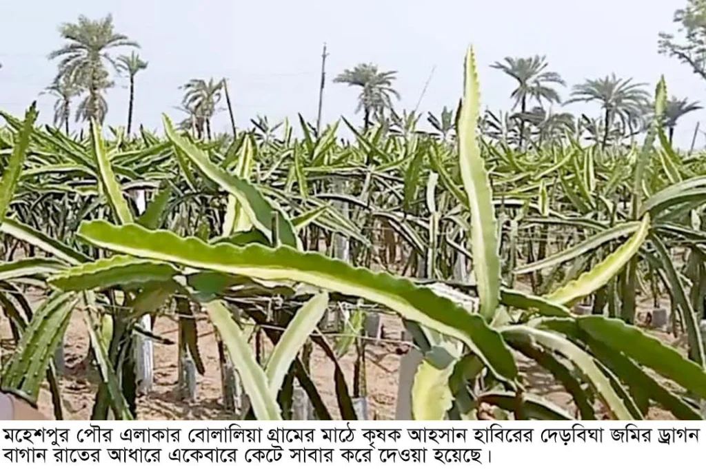 মহেশপুরে রাতের আধারে দেড়বিঘা জমির ড্রাগন কেটে দিয়েছে দুর্বৃত্তরা