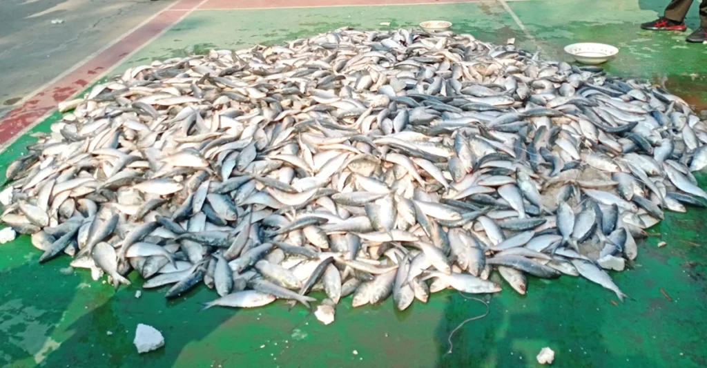 আড়াইহাজারে সাত কেজি জাটকা জব্দ