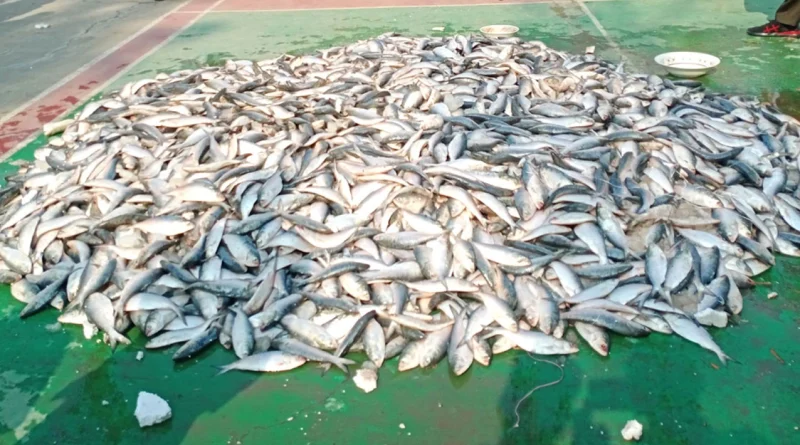 আড়াইহাজারে সাত কেজি জাটকা জব্দ