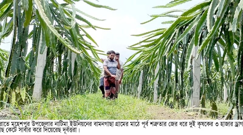মহেশপুরে কৃষকের ৩ হাজার ড্রাগন ও ৭শ’ পেয়ারা গাছ কেটে সাবার করে দিয়েছে দুর্বত্তরা