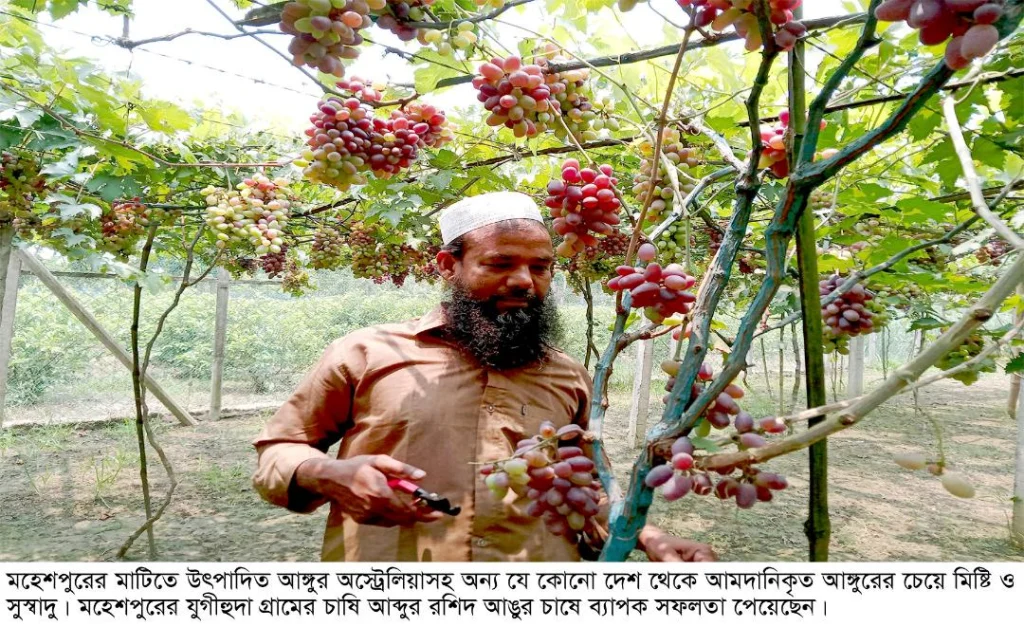 অর্ধোকটি টাকার আঙ্গুর বিক্রির সম্ভবনা,আঙ্গুর চাষে মহেশপুরের রশিদের বাজিমাত
