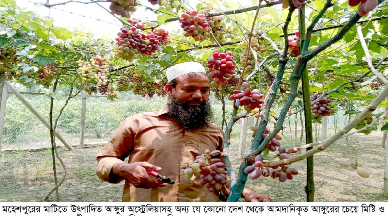 অর্ধোকটি টাকার আঙ্গুর বিক্রির সম্ভবনা,আঙ্গুর চাষে মহেশপুরের রশিদের বাজিমাত