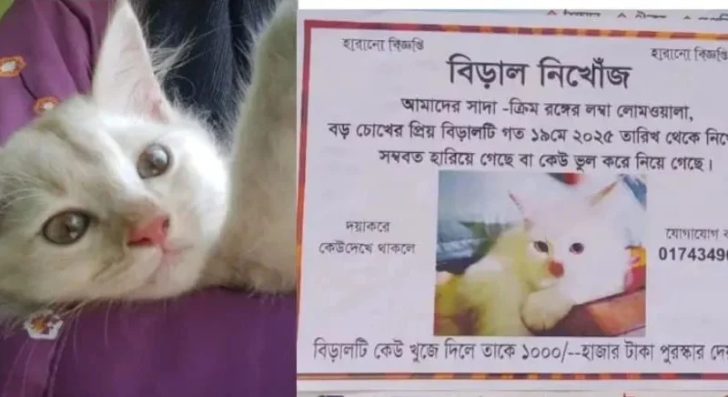 হারানো বিড়াল খুঁজে পেতে সাঁটানো হয়েছে পোস্টার, পুরস্কার ঘোষণা