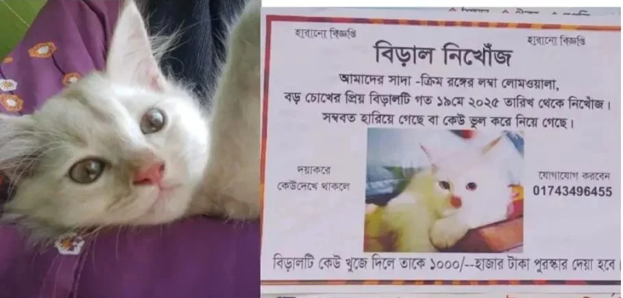 হারানো বিড়াল খুঁজে পেতে সাঁটানো হয়েছে পোস্টার, পুরস্কার ঘোষণা