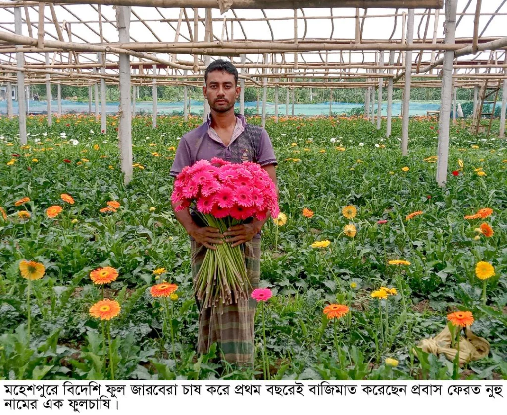 মহেশপুরে বিদেশি ফুল জারবেরা চাষে প্রবাস ফেরত নুহু মিয়ার সাফল্য