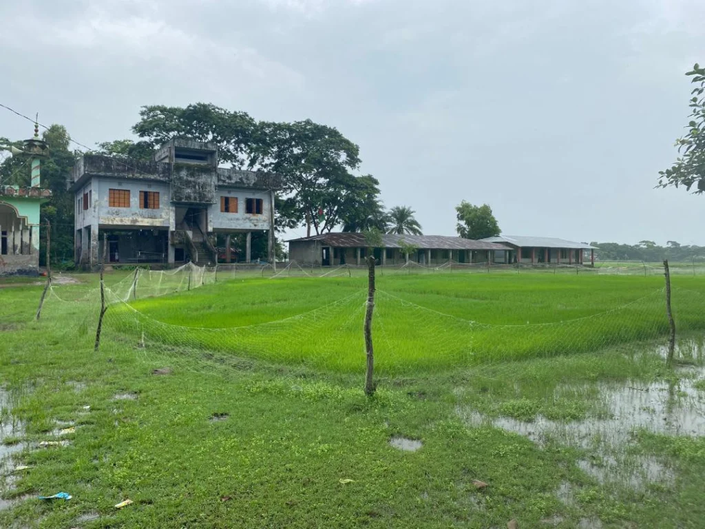 তালতলীতে মাদ্রাসা মাঠ দখল করে ইউপি সদস্যর বীজতলা