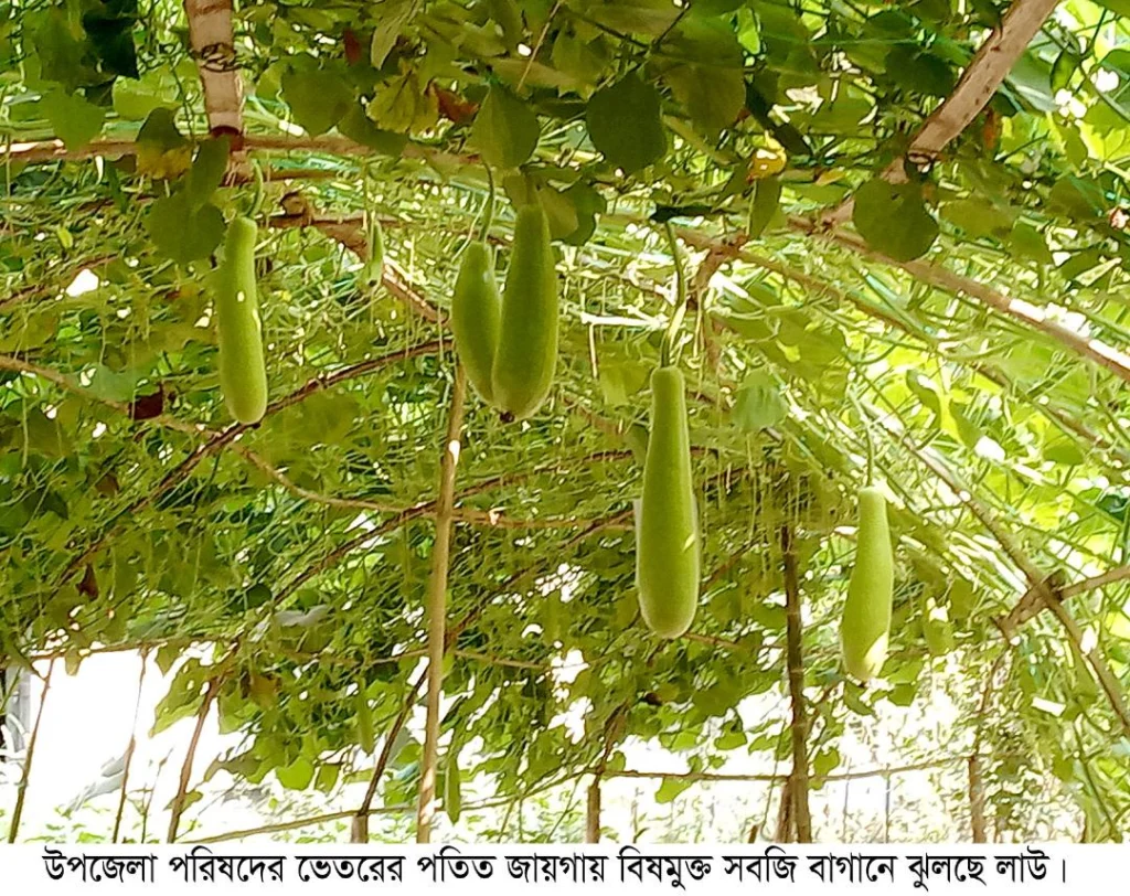 মহেশপুরে পতিত জমিতে সবজি খামার করে ইউএনও‘র চমক