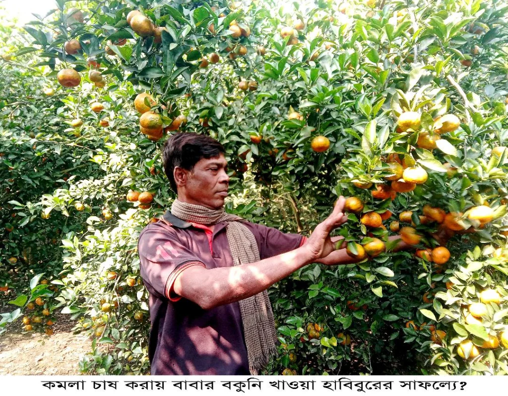 কমলা চাষ করায় বাবার বকুনি খাওয়া হাবিবুরের সাফল্যে