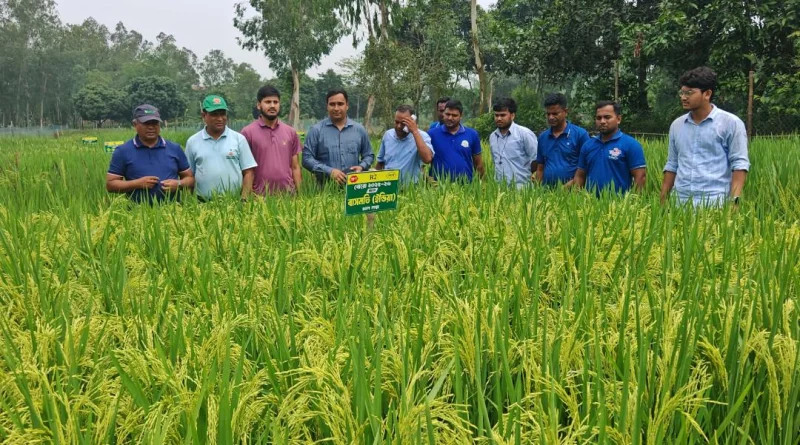 ফুলবাড়ীতে কৃষিবিদ কর্তৃক প্রাণ বঙ্গ মিলার্সের বিভিন্ন জাতের ধান পরিদর্শন
