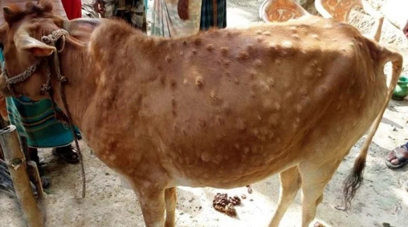 তালতলী ও আমতলীতে লামপি স্কিন রোগে দেড় শতাধিক গরুর মৃত্যু, আক্রান্ত কয়েক হাজার