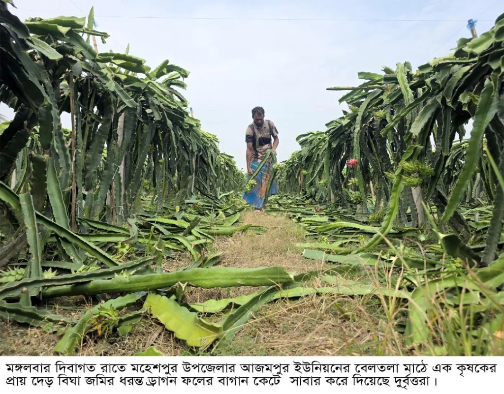 মহেশপুরে দেড় বিঘা জমির ড্রাগন বাগান কেটে দিল দুর্বৃত্তরা, ক্ষোভে ক্ষেতেই স্ট্রোক করলেন কৃষক