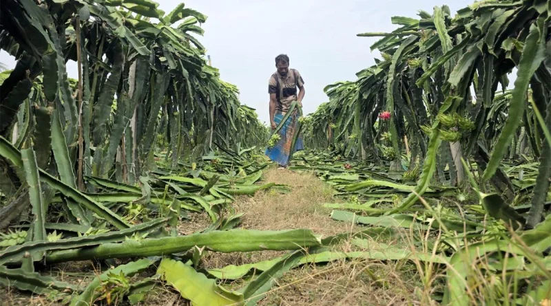 মহেশপুরে দেড় বিঘা জমির ড্রাগন বাগান কেটে দিল দুর্বৃত্তরা, ক্ষোভে ক্ষেতেই স্ট্রোক করলেন কৃষক