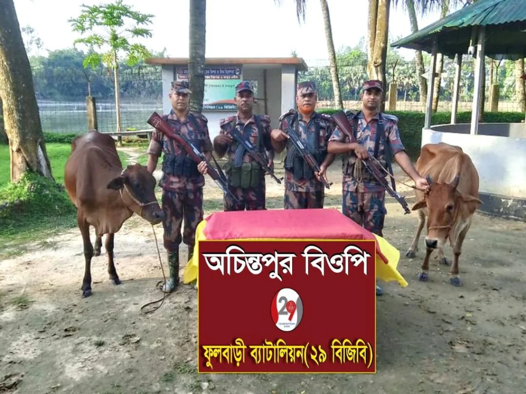 ফুলবাড়ী সীমান্তে বিজিবির অভিযান: ট্যাবলেট ও ২টি ভারতীয় গরু আটক